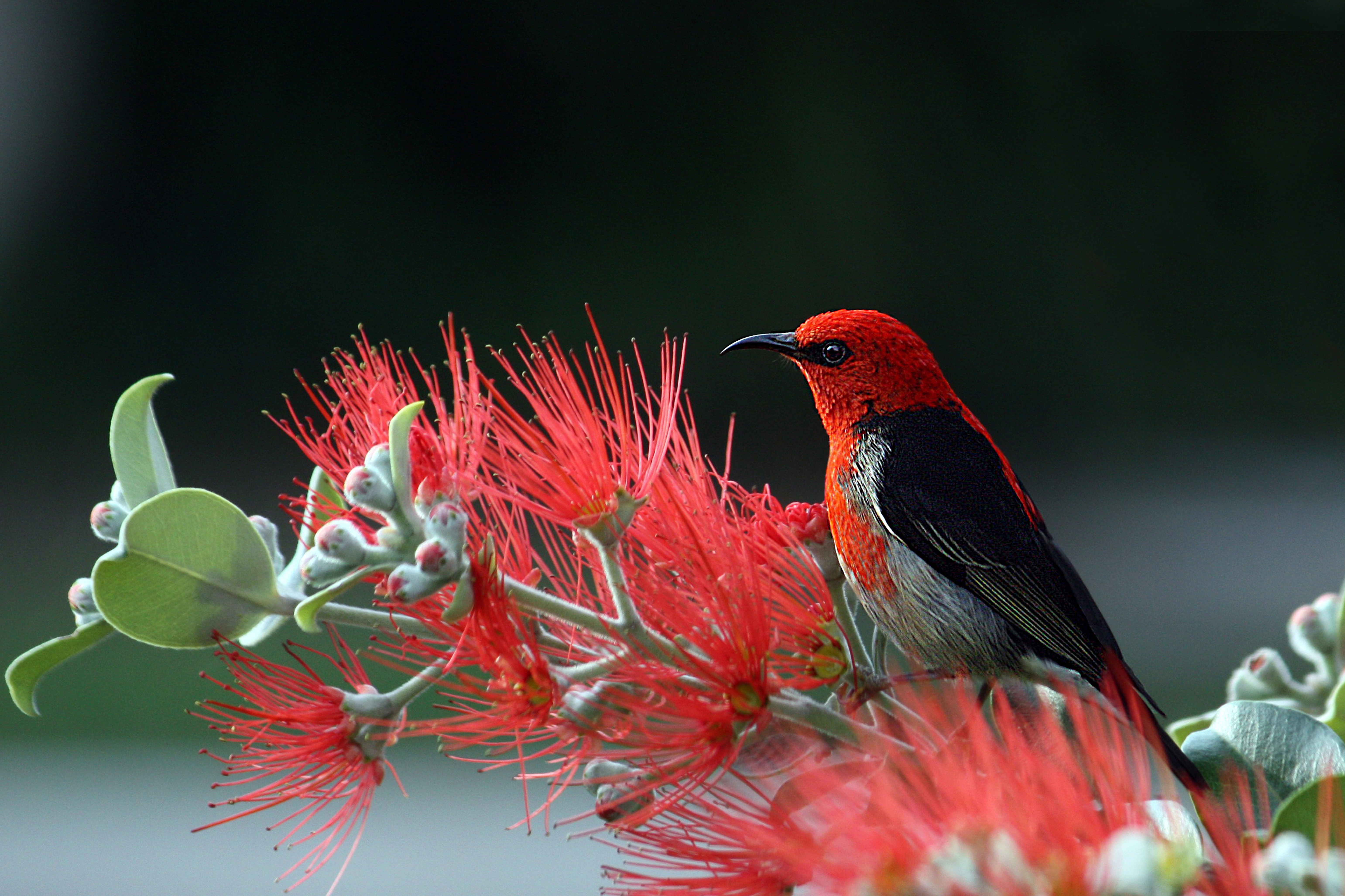 Scarlet honey eater bird